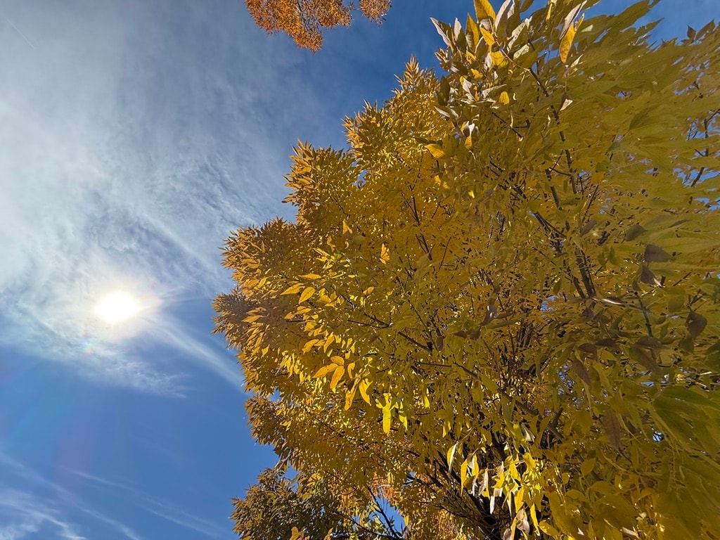 Looking up at a golden-leafed tree against a blue sky